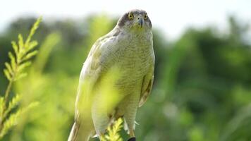 A close up of Goshawk and Sparrowhawk living in nature with a sharp beak and piercing eyes, perched against a natural. The bird's detailed feathers and commanding presence embody essence of wildlife. video