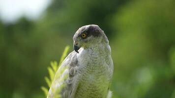 A close up of Goshawk and Sparrowhawk living in nature with a sharp beak and piercing eyes, perched against a natural. The bird's detailed feathers and commanding presence embody essence of wildlife. video