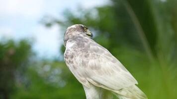 A close up of Goshawk and Sparrowhawk living in nature with a sharp beak and piercing eyes, perched against a natural. The bird's detailed feathers and commanding presence embody essence of wildlife. video