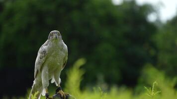 A close up of Goshawk and Sparrowhawk living in nature with a sharp beak and piercing eyes, perched against a natural. The bird's detailed feathers and commanding presence embody essence of wildlife. video