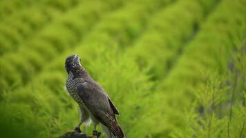 A close up of Goshawk and Sparrowhawk living in nature with a sharp beak and piercing eyes, perched against a natural. The bird's detailed feathers and commanding presence embody essence of wildlife. video