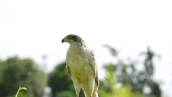 A close up of Goshawk and Sparrowhawk living in nature with a sharp beak and piercing eyes, perched against a natural. The bird's detailed feathers and commanding presence embody essence of wildlife. video