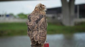 Eurasian Eagle Eagle-Owl living in nature. Predatory bird living in the right environment. Drill view of the bird. video