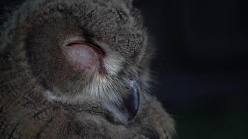 Eurasian Eagle Eagle-Owl living in nature. Predatory bird living in the right environment. Drill view of the bird. video