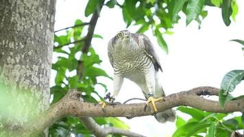 A close up of Goshawk and Sparrowhawk living in nature with a sharp beak and piercing eyes, perched against a natural. The bird's detailed feathers and commanding presence embody essence of wildlife. video