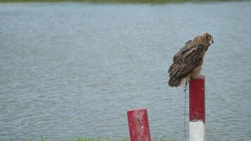 Eurasian Eagle Eagle-Owl living in nature. Predatory bird living in the right environment. Drill view of the bird. video
