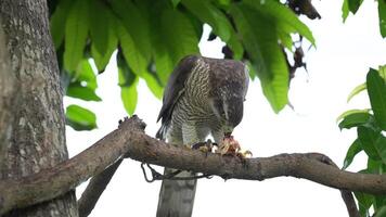 A close up of Goshawk and Sparrowhawk living in nature with a sharp beak and piercing eyes, perched against a natural. The bird's detailed feathers and commanding presence embody essence of wildlife. video
