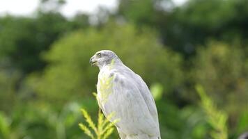 A close up of Goshawk and Sparrowhawk living in nature with a sharp beak and piercing eyes, perched against a natural. The bird's detailed feathers and commanding presence embody essence of wildlife. video