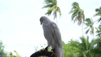 A close up of Goshawk and Sparrowhawk living in nature with a sharp beak and piercing eyes, perched against a natural. The bird's detailed feathers and commanding presence embody essence of wildlife. video