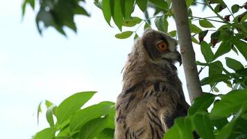 Eurasian Eagle Eagle-Owl living in nature. Predatory bird living in the right environment. Drill view of the bird. video
