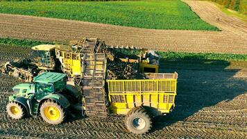 Agriculture in the fieldTop View Harvesting sugar beets in the field. In order for sugar beets to be transported, the harvester loads them on the tractor. video