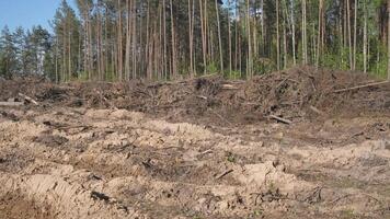 view of forest trees cleared through deforestation logging job background video