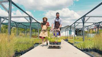 The plot is inspected by two gardeners, a man and a woman. Description of plants using a tablet and collection of plants and herbs from the site and their transportation video