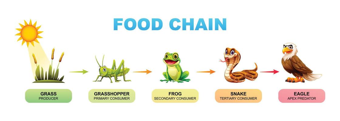 Snake Vector Art Icons and Graphics for Free Download Biology Diagrams