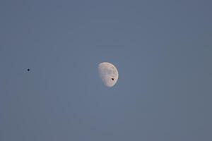 moon before sunset with crow in front it photo