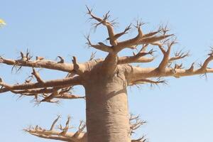 a large baobab tree with no leaves photo