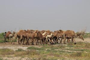 a herd of camels photo