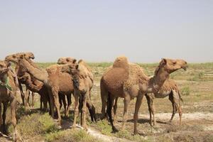 a group of camels standing in the middle of a field photo