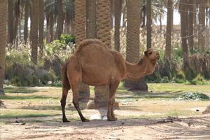 a camel standing in the dirt with palm trees photo