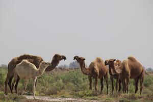 a group of camels standing in the grass photo