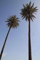 two palm trees stand in front of a blue sky photo