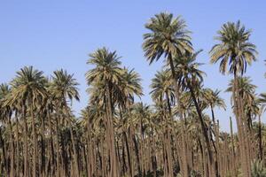 a large group of palm trees in iraq photo