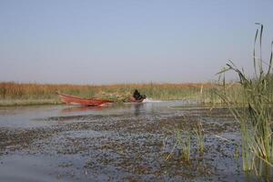 canoe in the chibayish marshes with grass and water in iraq photo