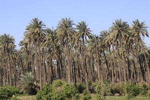 a large group of palm trees in iraq photo