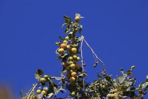 a tree with fruit hanging from it photo