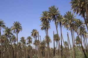 a large group of palm trees with blue sky in the iraq photo