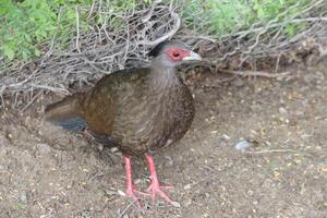 crested guineafow standing near the grass , pheasant photo