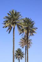 three palm trees stand in a row against a blue sky in iraq photo
