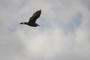 Heron bird flying in cloudy sky photo