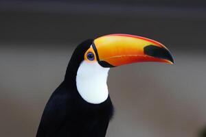 toucan bird in a tropical forest photo