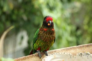 painted parrot standing on twig tree photo