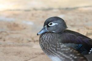wild ducks standing on the ground photo