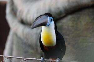 toucan bird standing on twig tree photo