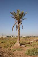 palm tree in the iraq with blue sky photo