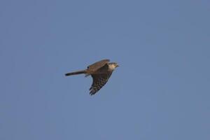hwak flying in blue sky photo