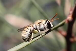 bee standing on twig tree photo