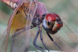 dragonfly standing on twig of tree photo