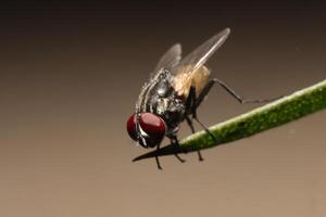 a fly standing on twig tree in ground photo