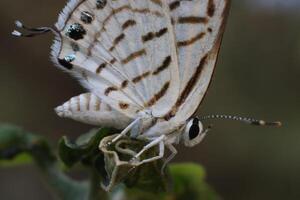 a butterfly standing on twig tree photo