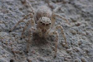 tiny spider standing on the ground photo