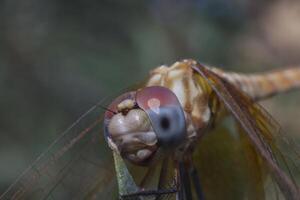 dragonfly standing on twig of tree photo