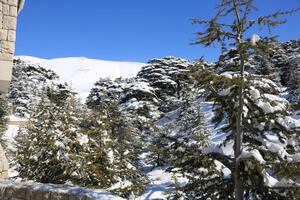 Cedar trees covered with snow in northern Lebanon with blue sky photo