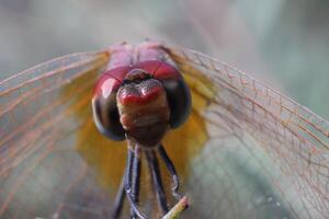 dragonfly standing on twig of tree photo