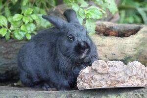 gray rabbit standing near rock photo