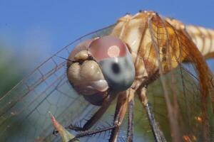 dragonfly standing on twig of tree photo