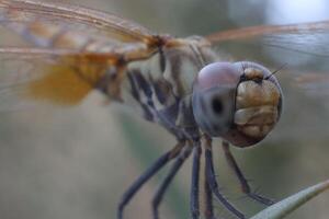 dragonfly standing on twig of tree photo